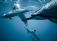 开云体育官网-双线程烧脑防守！密歇根如何瓦解康大夺冠？感受“四换一蹲”的精妙！